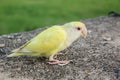 Budgerigar