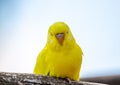 Budgerigar bird latin name Melopsittacus undulatus. Multiple colored bird is famous pet Royalty Free Stock Photo