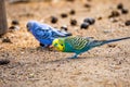 Budgerigar bird latin name Melopsittacus undulatus. Multiple colored bird is famous pet Royalty Free Stock Photo