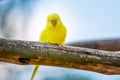 Budgerigar bird latin name Melopsittacus undulatus. Multiple colored bird is famous pet Royalty Free Stock Photo