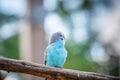 Budgerigar bird latin name Melopsittacus undulatus. Multiple colored bird is famous pet Royalty Free Stock Photo