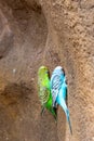 Budgerigar bird latin name Melopsittacus undulatus. Multiple colored bird is famous pet Royalty Free Stock Photo