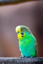 Budgerigar bird latin name Melopsittacus undulatus. Multiple colored bird is famous pet Royalty Free Stock Photo