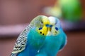 Budgerigar bird latin name Melopsittacus undulatus. Multiple colored bird is famous pet Royalty Free Stock Photo