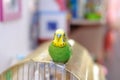 Budgerigar