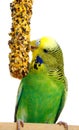 Budgerigar with birdseed Royalty Free Stock Photo