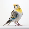 Budgerigar And Black-browed Albatross Painting