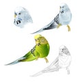 Budgerigar blue and green pet parakeet or budgie or shell parakeet home pet natural and outline on a white background watercolor