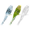 Budgerigar, blue and green pet parakeet or shell parakeet or budgie home pet natural and outline on a white watercolor background