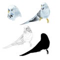 Budgerigar, blue pet parakeet or budgie or shell parakeet home pet natural and outline and silhouetteon a white background vintag