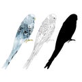 Budgerigar, blue pet parakeet or shell parakeet or budgie home pet natural and outline and silhouette on a white background vector