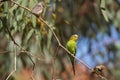 Budgerigar on branch with finches Royalty Free Stock Photo