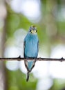 Budgerigar on branch, the small depth of sharpness