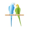 Budgerigar or budgie parrot iillustration. Two birds, family, pair. Australian tropical bird symbol on white background