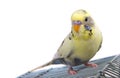 Budgerigar on cage Royalty Free Stock Photo