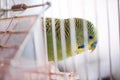 Budgerigar in the cage. Budgie