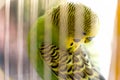 Budgerigar in the cage. Budgie