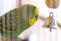 Budgerigar in the cage. Budgie