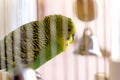 Budgerigar in the cage. Budgie