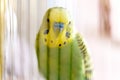 Budgerigar in the cage. Budgie