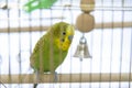 Budgerigar in the cage. Budgie Royalty Free Stock Photo