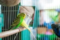 Budgerigar on the cage. Budgie parakeet in birdcage.Parrot