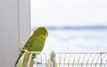 Budgerigar on the cage. Budgie Royalty Free Stock Photo