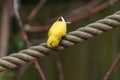 Budgerigar, common parakeet, a small, long-tailed parrot