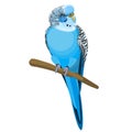 Budgerigar common or shell parakeet informally nicknamed budgie vector illustration Royalty Free Stock Photo