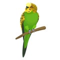 Budgerigar common or shell parakeet informally nicknamed budgie vector illustration