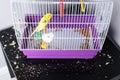 Budgerigar and debris from life next to the cage on the table