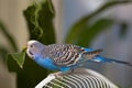 Budgerigar eating Royalty Free Stock Photo