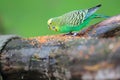 Budgerigar Royalty Free Stock Photo