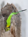 Budgerigar feeding young bird