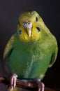 Budgerigar female green parrot budgie bird perched on a branch Royalty Free Stock Photo