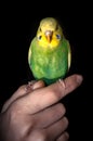 Budgerigar female green parrot budgie bird perched sit on a hand