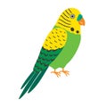 Budgerigar green parrot. Budgie common parakeet vector illustration.