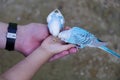 Budgerigar on the hand