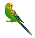 Budgerigar isolated on white background.Vector illustration. Royalty Free Stock Photo