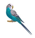 Budgerigar isolated on white background.Vector illustration. Royalty Free Stock Photo