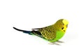 Budgerigar isolated on white background Royalty Free Stock Photo