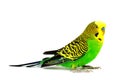 Budgerigar isolated on white background