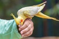 Budgerigar is a long-tailed parrot, with yellow feathers is sitting on the hand of girl. Human communicates with the bird. Close-u