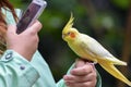 Budgerigar is a long-tailed parrot, with yellow feathers is sitting on the hand of girl. The girl take a photo of parrot by phone. Royalty Free Stock Photo