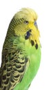 Budgerigar - Melopsittacus undulatus Royalty Free Stock Photo