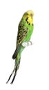 Budgerigar - Melopsittacus undulatus Royalty Free Stock Photo