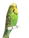 Budgerigar - Melopsittacus undulatus Royalty Free Stock Photo