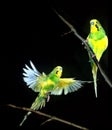 PERRUCHE ONDULEE melopsittacus undulatus Royalty Free Stock Photo