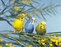 Budgerigar, melopsittacus undulatus, Adults standing on Silver wattle