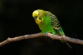 Budgerigar - Melopsittacus undulatus, beautiful colored popular parrot